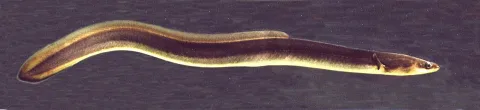 American eel — Wikimedia Commons / CC BY-SA 3.0