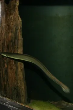 American eel — Cliff from Arlington, Virginia, USA / Wikimedia Commons / CC BY 2.0