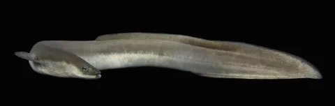 American eel — USFWS Mountain-Prairie / Wikimedia Commons / Public domain