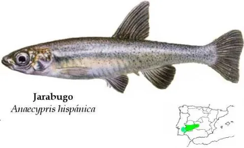 Spanish minnowcarp — No machine-readable author provided. Seges~commonswiki assumed (based on copyright claims). / Wikimedia Commons / Public domain