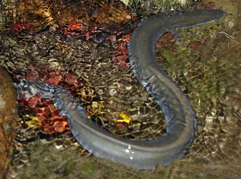 European eel — David Perez / Wikimedia Commons / CC BY 3.0