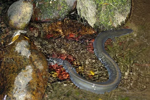 European eel — David Perez / Wikimedia Commons / CC BY 3.0
