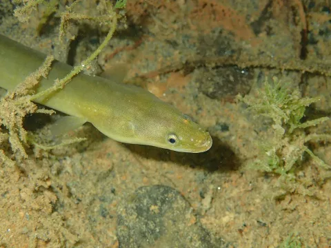 European eel — jujurenoult / Wikimedia Commons / CC BY 4.0