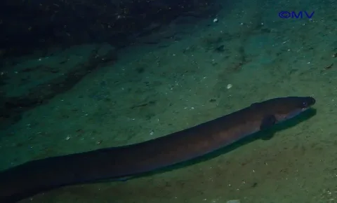 European eel — vranken martin / Wikimedia Commons / CC BY 4.0