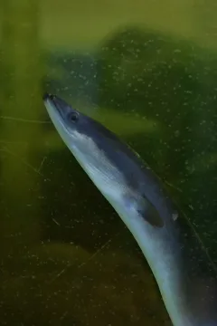 European eel — NasserHalaweh / Wikimedia Commons / CC BY-SA 4.0