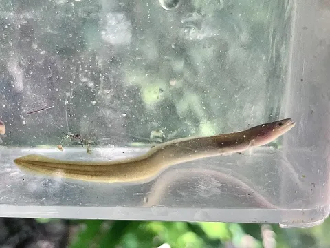 European eel — mr_capgras / Wikimedia Commons / CC BY 4.0
