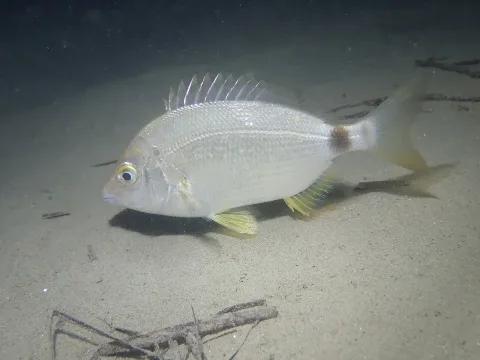 Annular seabream — jujurenoult / Wikimedia Commons / CC BY 4.0
