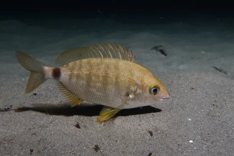 Annular seabream — jujurenoult / Wikimedia Commons / CC BY 4.0