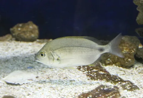 Annular seabream — Bjoertvedt / Wikimedia Commons / CC BY-SA 4.0
