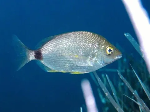 Annular seabream — Roberto Pillon / Wikimedia Commons / CC BY 3.0