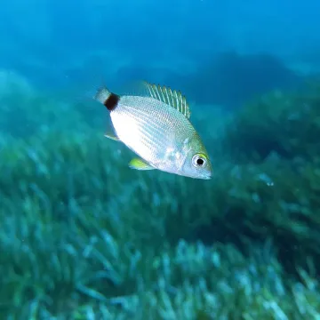 Annular seabream — Waielbi / Wikimedia Commons / CC BY-SA 3.0