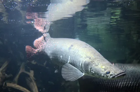 Arapaima — This illustration was made by Citron
You must credit this : Citron / CC-BY-SA-3.0 / Wikimedia Commons / CC BY-SA 3.0