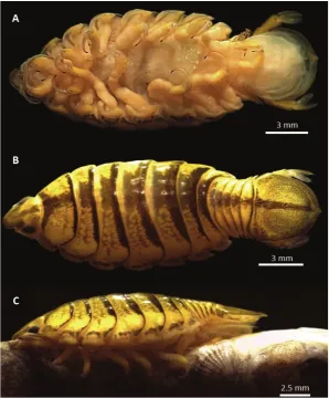 Arapaima — Elson Cardoso de Jesus, Lucas Cardoso, Tamiris Henrique Ferreira, Mauricio Laterça Martins, Marília Danyelle Nunes Rodri / Wikimedia Commons / CC BY 4.0