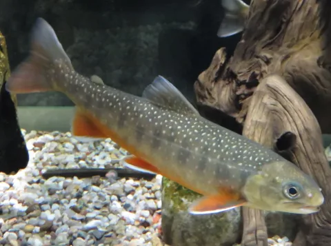 Arctic char — Xepheid / Wikimedia Commons / CC BY-SA 4.0