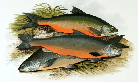 Arctic char — Alexander Francis Lydon (1836-1917) / Wikimedia Commons / Public domain