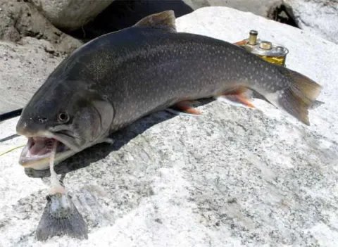 Arctic char — Saibling / Wikimedia Commons / Public domain