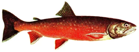 Arctic char — Wikimedia Commons / Public domain