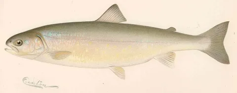 Arctic char — State of New York Forest, Fish, and Game Commission / Wikimedia Commons / Public domain