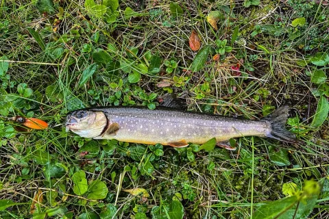 Arctic char — Mikael Nyman / Wikimedia Commons / CC BY 4.0