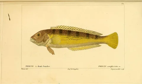 Argentinian sandperch — Buffon, Georges Louis Leclerc; Cuvier, Georges; Valenciennes / Wikimedia Commons / Public domain