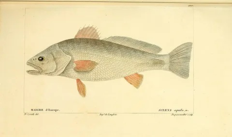 Meagre — Buffon, Georges Louis Leclerc; Cuvier, Georges; Valenciennes / Wikimedia Commons / Public domain