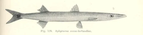 Arrow barracuda — Edgar Ravenswood Waite / Wikimedia Commons / Public domain