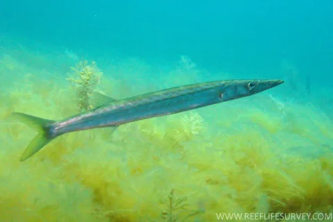 Arrow barracuda — Rick Stuart-Smith / Reef life Survey / Wikimedia Commons / CC BY 3.0