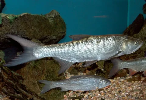 Asp — Karelj / Wikimedia Commons / Public domain