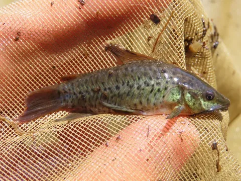 Atipa — geosesarma / Wikimedia Commons / CC BY 4.0
