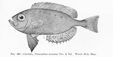 Atlantic bigeye — David Starr Jordan / Wikimedia Commons / Public domain