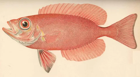 Atlantic bigeye — Barton Warren Evermann / Millard Caleb Marsh / Wikimedia Commons / Public domain