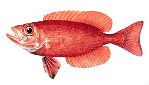 Atlantic bigeye — NOAA / Wikimedia Commons / Public domain