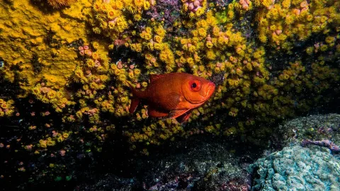 Atlantic bigeye — João D'Andretta / Wikimedia Commons / CC BY-SA 4.0