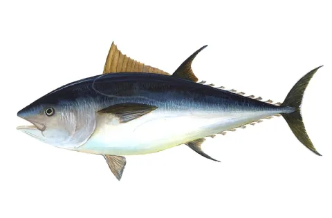 Atlantic bluefin tuna — Unknown authorUnknown author / Wikimedia Commons / Public domain