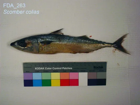 Atlantic chub mackerel — The U.S. Food and Drug Administration / Wikimedia Commons / Public domain