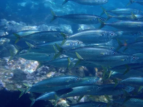 Atlantic chub mackerel — benjobson / Wikimedia Commons / CC BY 4.0