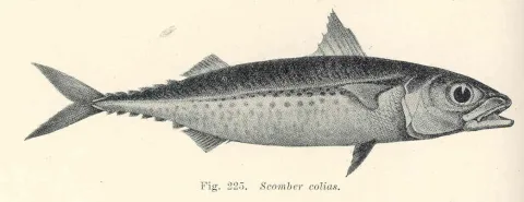 Atlantic chub mackerel — Edgar Ravenswood Waite / Wikimedia Commons / Public domain