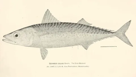 Atlantic chub mackerel — Bert Fesler / Wikimedia Commons / Public domain