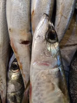 Atlantic chub mackerel — karimhaddad / Wikimedia Commons / CC BY 4.0