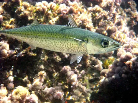 Atlantic chub mackerel — Etrusko25 / Wikimedia Commons / Public domain