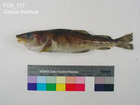 Atlantic cod — The U.S. Food and Drug Administration / Wikimedia Commons / Public domain