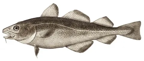 Atlantic cod — Wikimedia Commons / Public domain