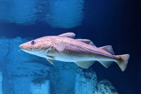 Atlantic cod — Wilhelm Thomas Fiege / Wikimedia Commons / CC BY-SA 4.0