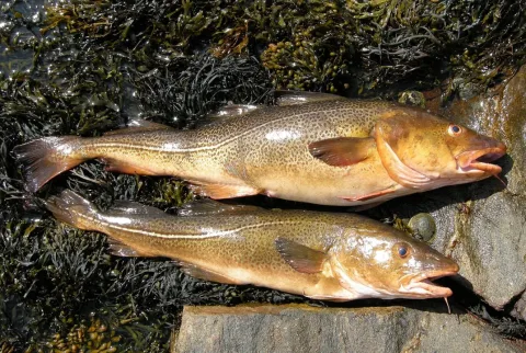 Atlantic cod — Arnstein Rønning / Wikimedia Commons / CC BY-SA 3.0