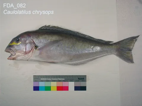 Atlantic goldeneye tilefish — The U.S. Food and Drug Administration / Wikimedia Commons / Public domain