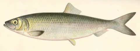 Atlantic herring — State of New York Forest, Fish, and Game Commission / Wikimedia Commons / Public domain