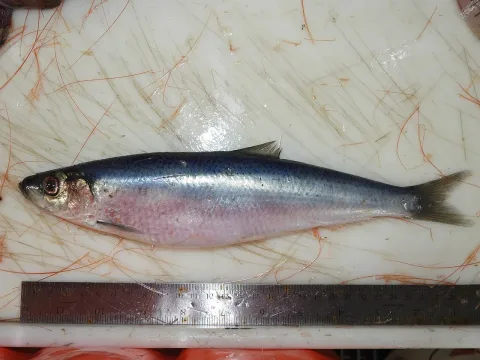 Atlantic herring — savoieju / Wikimedia Commons / CC BY 4.0