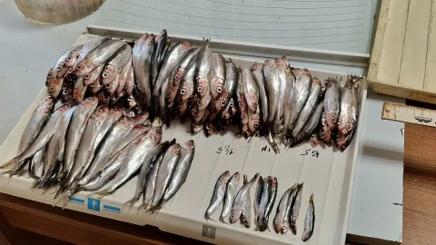Atlantic herring — Aleksey Kusnetsov / Wikimedia Commons / CC BY 4.0