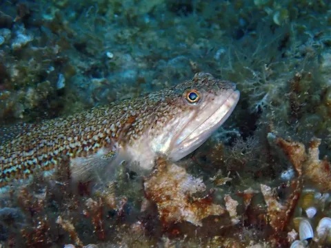 Atlantic lizardfish — eridanxharahi / Wikimedia Commons / CC BY 4.0