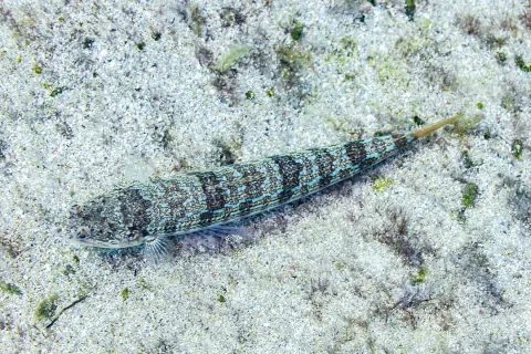 Atlantic lizardfish — Diego Delso / Wikimedia Commons / CC BY-SA 4.0